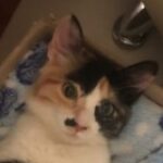 Foto de perfil de Dina Patricia Andrade Balaguera